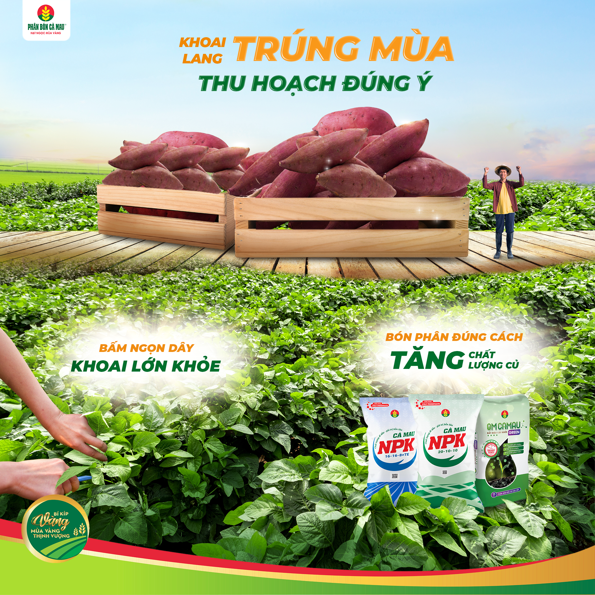 khoai-lang-trung-mua-thu-hoach-dung-y