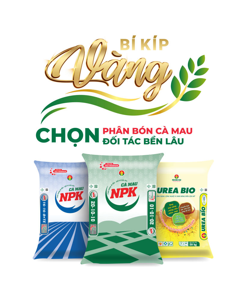 bikipvang 3 bao-01