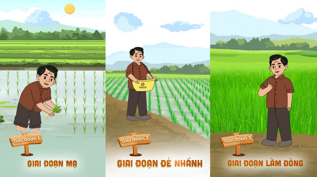 huong-dan-bon-phan-cho-lua